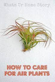 How To Care For Air Plants Whats Ur Home Story Air Plants Care Air Plants Plants