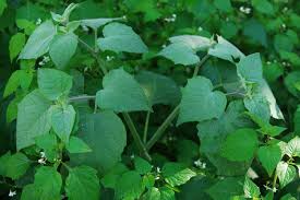 Image result for Physalis peruviana