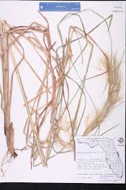 Image result for Andropogon fastigiatus