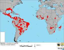 Image result for Oxycaryum