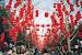 Chinese New Year Celebration