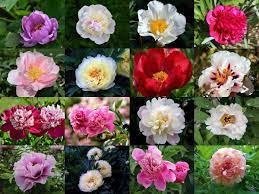 Six types of flower are generally distinguished in cultivars of herbaceous peonies. Peony Flower Types Pictures How To Grow And Care Florgeous