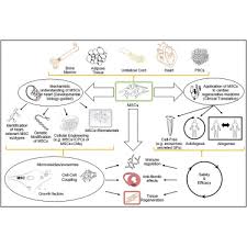 Check spelling or type a new query. Mesenchymal Stem Cell Based Therapy For Cardiovascular Disease Progress And Challenges Molecular Therapy
