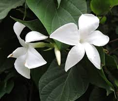 Image result for dipladenie suaveolens obrázek