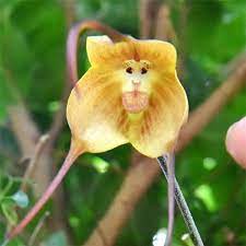 Pin On Flowers