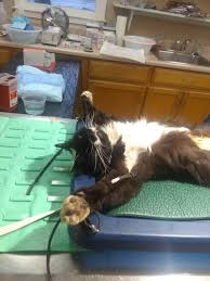Neutering vouchers can be used at over 150 private and charity vets supporting the scheme throughout greater london. Trap Neuter Return Of Community Cats Humane Society Of Valdosta