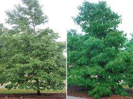 Image result for Diospyros usambarensis