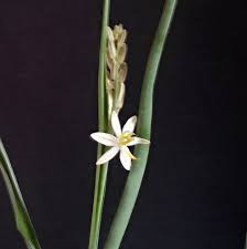 Image result for Trachyandra saltii