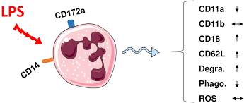 The hlr can request anytime information on a subscriber currently roaming in a vplmn. Frontiers Recent Advances In Camel Immunology Immunology