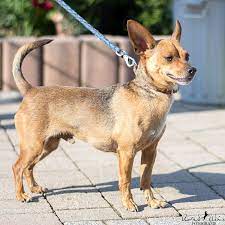 Das günstigste angebot beginnt bei € 800. Tierheim Giessen Bailey 7 Jahre Chihuahua Pinscher Mix Ein Cleverer Kerl Der Hund