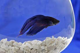 But even in sorority tanks, female bettas will fight to establish a hierarchy, which may lead to an injured or dead betta fish. Fish Depression Is Not A Joke The New York Times