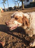 Su animaleamico puoi trovare velocemente tanti annunci di animali, animali di cani e gatti in regalo da allevamenti e da privati. Cani E Cuccioli Annunci A Pordenone