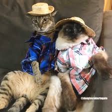 All the most important cat stories of the week. Girl Teaches Cats While They Enjoy Their Tiny Table