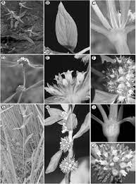 The cindy margurita strawberry and basal : Integrative Taxonomic Analyses Sheds Light On Three Historically Disputed American Spermacoce Species And A Key To The American Species Of Spermacoce Spermacoceae Rubiaceae