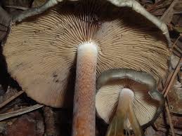 This item is not currently used to craft anything. Seeking The Magic Mushroom Wikipedia