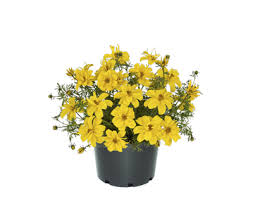 Bidens , dünyanın tropikal ve sıcak ılıman bölgelerine dağılmıştır. Bidens Sixbi Pop