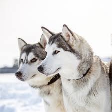 How much it costs to own our two huskies. Siberian Husky Pdsa