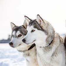 They are loyal dogs that are great for families. Siberian Husky Pdsa