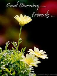 Good morning images of flowers 1. 162 Lovely Good Morning Wishes With Flowers
