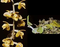 Image result for Polystachya troupiniana