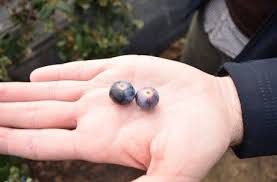 In recent years, the blueberry acreage in the spanish province of huelva has grown strongly. Pin On Vaccinium Blueberry Cranberry Huckleberry