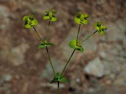 Image result for Euphorbia luapulana
