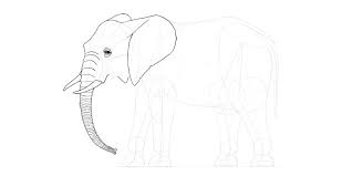 Many elephants in various countries in the world, slaughtered by hunters who want to take their ivory or because of conflict with humans around them. How To Draw An Elephant Step By Step