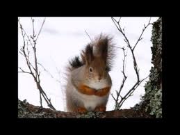 Pixabay Aleksis Kivi On Huomenna Monen Opettajan Asialistalla Aleksis Kivi A Finnish Author Will Be In The Mind Of Many Teachers Tomor Animals Photo Youtube