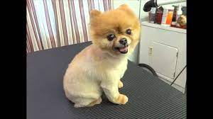 Watch This Before You Shave A Pomeranian Pomeranian Puppy Puppies Pomeranian Dog