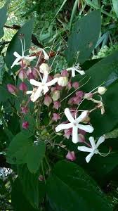 Image result for Clerodendrum melanocrater