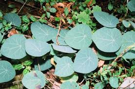 Image result for Stephania cyanantha