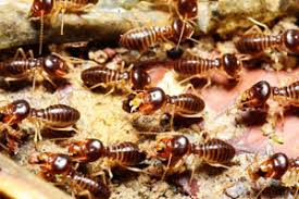 Contact our exterminators to decide which treatment is best for you. How Long Does Termite Treatment Last Florida Termite Treatment