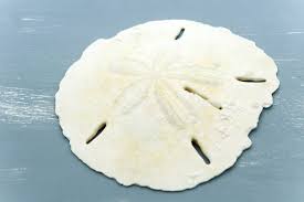 The turtle crawls on the beach and digs a hole in the sand with her back flippers for her eggs. What S Inside A Sand Dollar