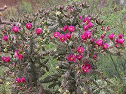 Colorado designated the claret cup cactus (echinocereus triglochidiatus) as the official state cactus in 2014 (also called kingcup cactus). Cylindropuntia Spinosior Walkingstick Cactus Cane Cholla Walking Stick Cactus Southeastern Arizona Wildflowers And Plants