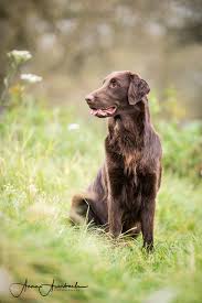 It was developed as a retriever both on land and in the water. Gesundheit Der Retrieverrasse Das Flat Portal