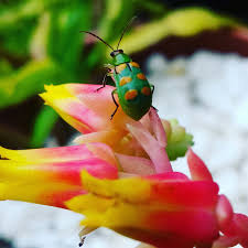 Image result for Sphaeranthus chandleri