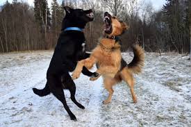 What To Do If Your Dog Is In Danger Of Being Declared Vicious Or If Your Dog Has Bitten Someone Who Is Now Suing You Danger stock images for free download. what to do if your dog is in danger of