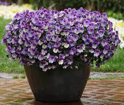 Potted Plant Ideas Full Sun Flower Pots Outdoor Potted Perennials Balcony Plants