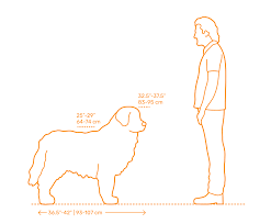 Newfoundland Dimensions Drawings Dimensions Com