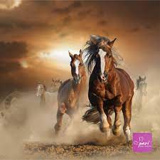wilde natur und pferde wie schon pferde wildpferde natur tier tierwelt reiten galopp wuste wildness bewegend pferd pferde bilder pferdefotografie