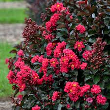 Lagerstroemia Cherry Mocha Pp28281 Walters Gardens Inc