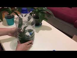 Hic Koku Kalmamis Orkide Icin Ne Yapmali What Can We Do If The Orchid Has No Robot Youtube Orkideler Bitki Baski