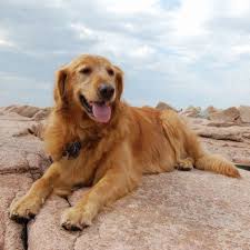 The search tool above returns a list of breeders located nearest to. Home Golden Retrievers In Need Rescue Service Inc