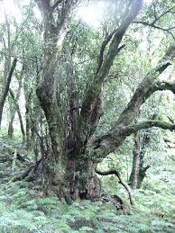 Image result for Xymalos monospora