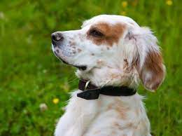 Now i have a plan of things i need to do and on what cadence. Den English Setter Erziehen Tipps