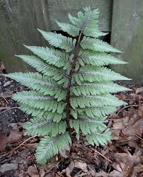 Image result for Athyrium newtonii