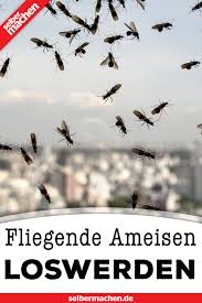 So Wirst Du Fliegende Ameisen Los Ohne Der Umwelt Zu Schaden Ameisen Loswerden Ameisen Fliegen