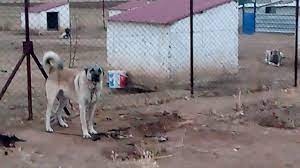 iran kangal 0554 745 52 53