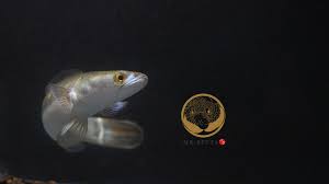 Megabass evoluzion #shimano antares #妻管系手作路亞研究所搖擺鴿#giantsnakehead #小盾鱧#魚虎. Mr Betta å°ç›¾é±§ é­šè™Ž 23 30cm ç©©å®š åƒå°é­šé£¼æ–™ Facebook