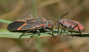 Boxelder Bugs And Leaf Footed Bugs Ohioline
